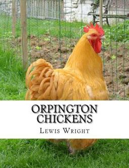 Orpington Chickens