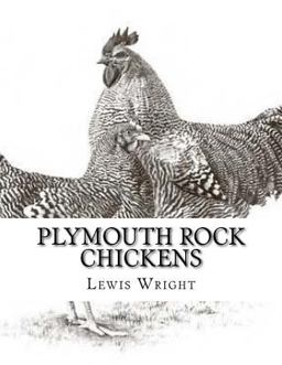 Plymouth Rock Chickens