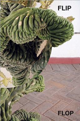 Ruedi Bechtler: Flip Flop Ruedi Bechtler: Flip Flop