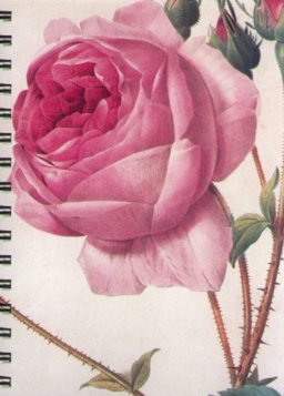 Redoute Roses