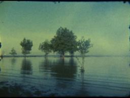 Simryn Gill: Here Art Grows on Trees