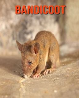 Bandicoot Bandicoot