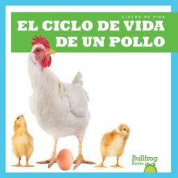 El Ciclo de Vida de un Pollo